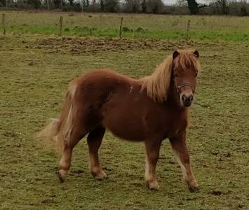 Poney shetland