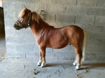 Poney shetland