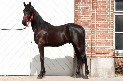 Entier arabo frison a vendre 2023 noir par shayan.