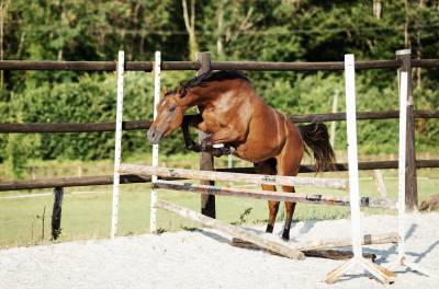 Poulain mâle selle français, 2 ans
