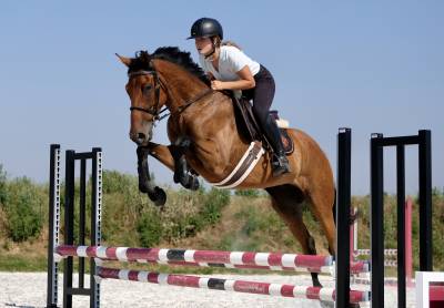 Hongre 4 ans loisirs / sport