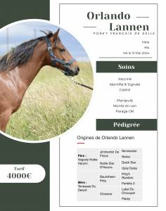 Poney Français de Selle 1 an par Vaguely Noble Haryns