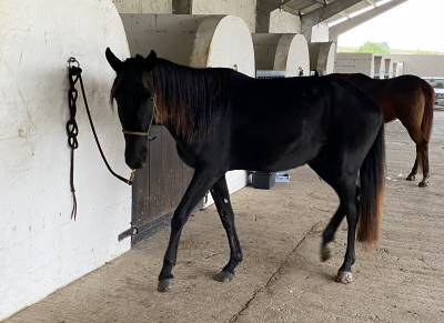 Jeune cheval 5ans