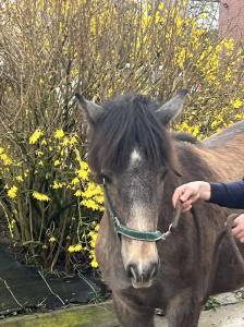Pouliche 75% camargue
