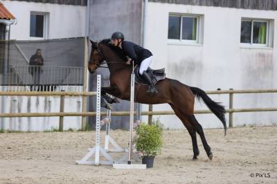 Jument de sport/loisir