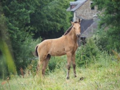 Poulain psl pp taille exceptionnelle isabelle
