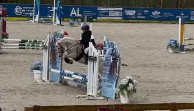 Ponette type welsh