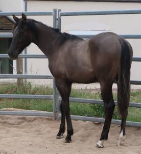 Grand poulain paint horse pp grullo 