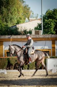 Domar caballos