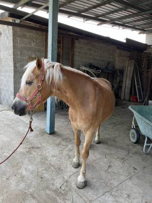 In vendita – cavalla haflinger del 2019, indole docile 