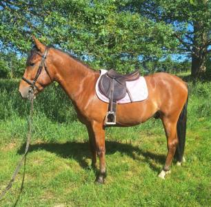 Cheval de 3 ans hongre 