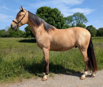 Caballo castrado PRE Pura Raza Española En venta 2021 Isabelo
