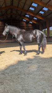 Jazzy, jument Mérens – 6 ans – élégante, douce et sûr
