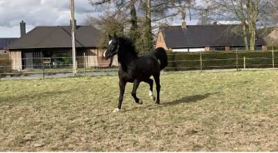 Hongre sbs de 5 ans 