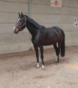 Hongre SBS de 5 ans 