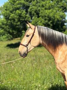 Caballo castrado PRE Pura Raza Española En venta 2022 Isabelo por REBELDE XXX