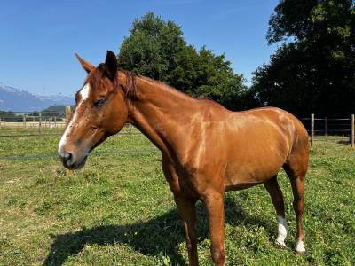 à vendre cheval de loisirs de 11 ans
