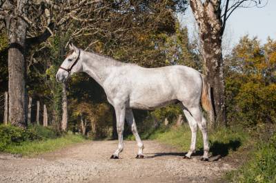 Caballo entero PRE Pura Raza Española En venta 2023 Tordo por FER BAGO
