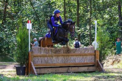 Merrie belgische pony te koop 2017 bruin / bai ,  movie star