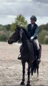 Yegua poni de silla belga en venta 2017 bayo moreno por movie star