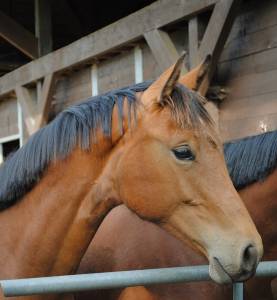 Pouliche par pegase van’t ruytershof