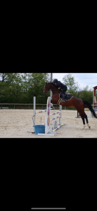 À vendre – Jument BWP de 13 ans par Elvis ter Putte