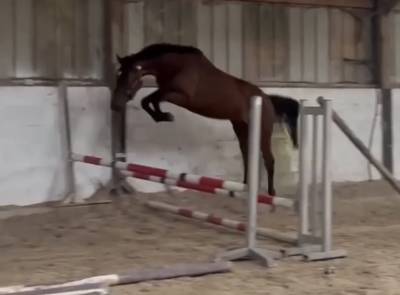 Jument 4ans selle irlandaise cso