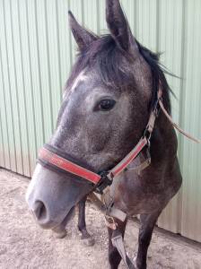 Anglo arabe jument 2 ans