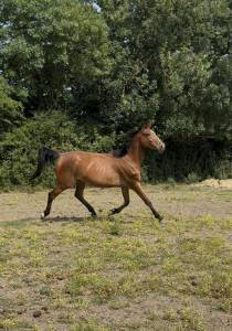 Mellite du valois ( stakkatol x diamant)