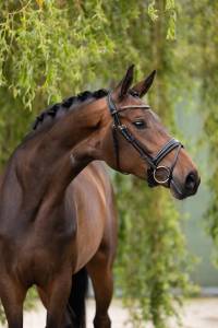Yegua sbs caballo de deporte belga en venta 2020 bocifuego