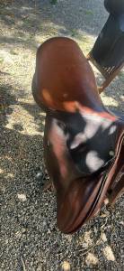 Vend selle forestier courcom