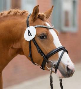 Pony da dressage 
