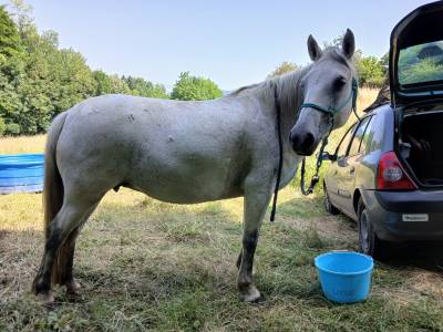Jument ONC typée camargue 1m40 7 ans
