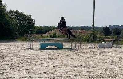 Hengst Franse rijpony PFS Te koop 2022 Bruin / Bai ,  MOVIE STAR TILIA