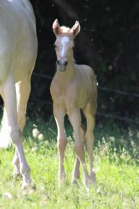 Jawah sib el ishhara : etalon dsa palomino