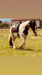 Jolie croisé irish cob 4 ans