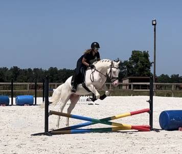 Super hongre de 4ans 