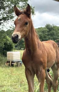 Poulain de l’année (cornet’s prinz x baloubet diamant) 