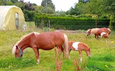 Poney oncp