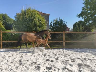 Foal selle français 