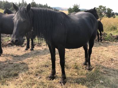 Cavalla mérens in vendita 2019 nero