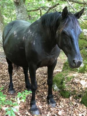 Yegua mérens en venta 2019 negro