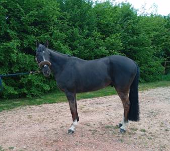 Cheval de famille