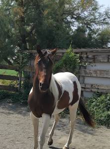 Cheval paint horse 