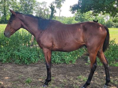 Hongre 2 ans anglo arabe