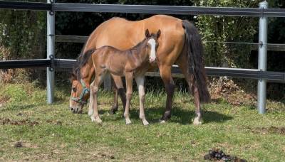 Foal par h clyde des rivières