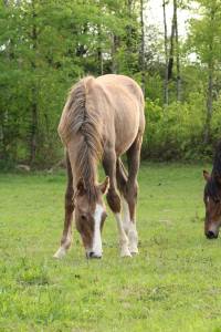 à vendre – superbe poulain oc : oduick des rauracks