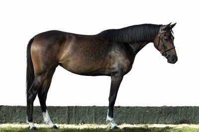 Young mare with excellent pedigree and foal by douglas 