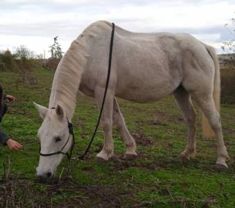 Ponette onc