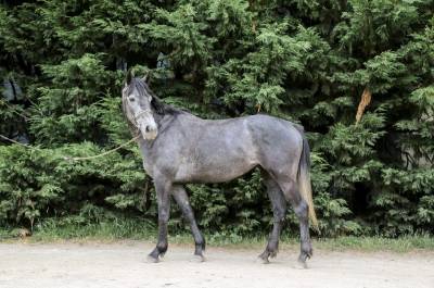 Ponette Connemara 4 ans 